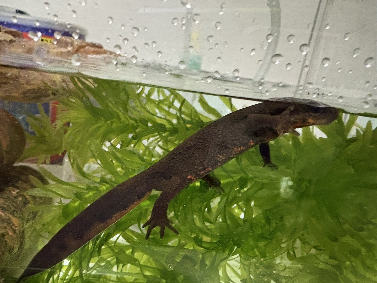 森の賢者 サーペントコング tweet media