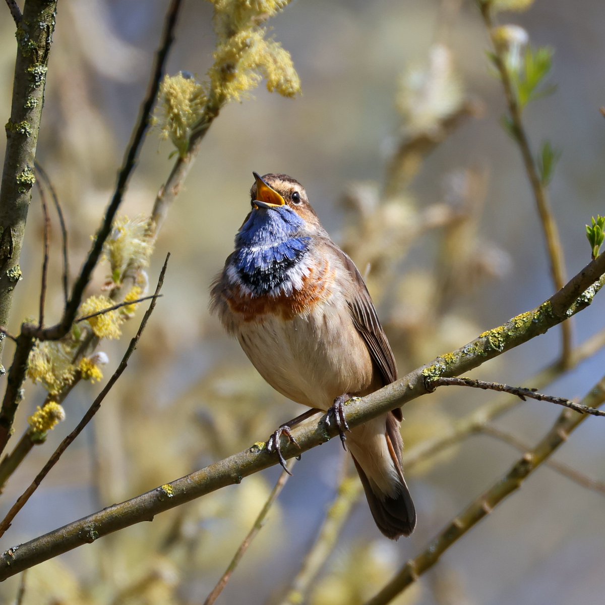 Wim van Looijengoed tweet media