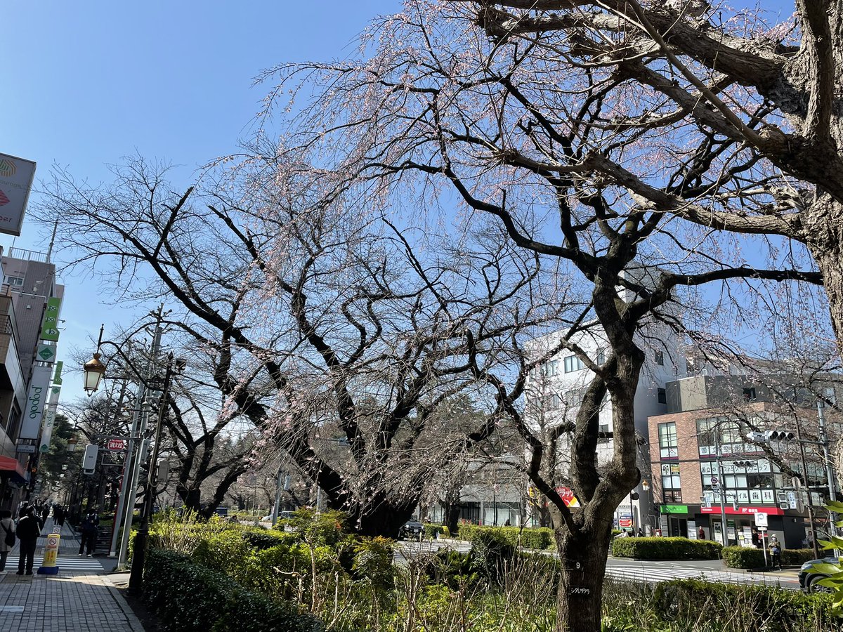 imakun71's tweet photo. 本日は「第23回コズミックフェスタin国立」、初日は大盛況となりました。国立の有名な桜並木も桜が咲き始めまていました。明日も出展者一同、笑顔で開催していきます！ https://t.co/Ujr77nmOl5