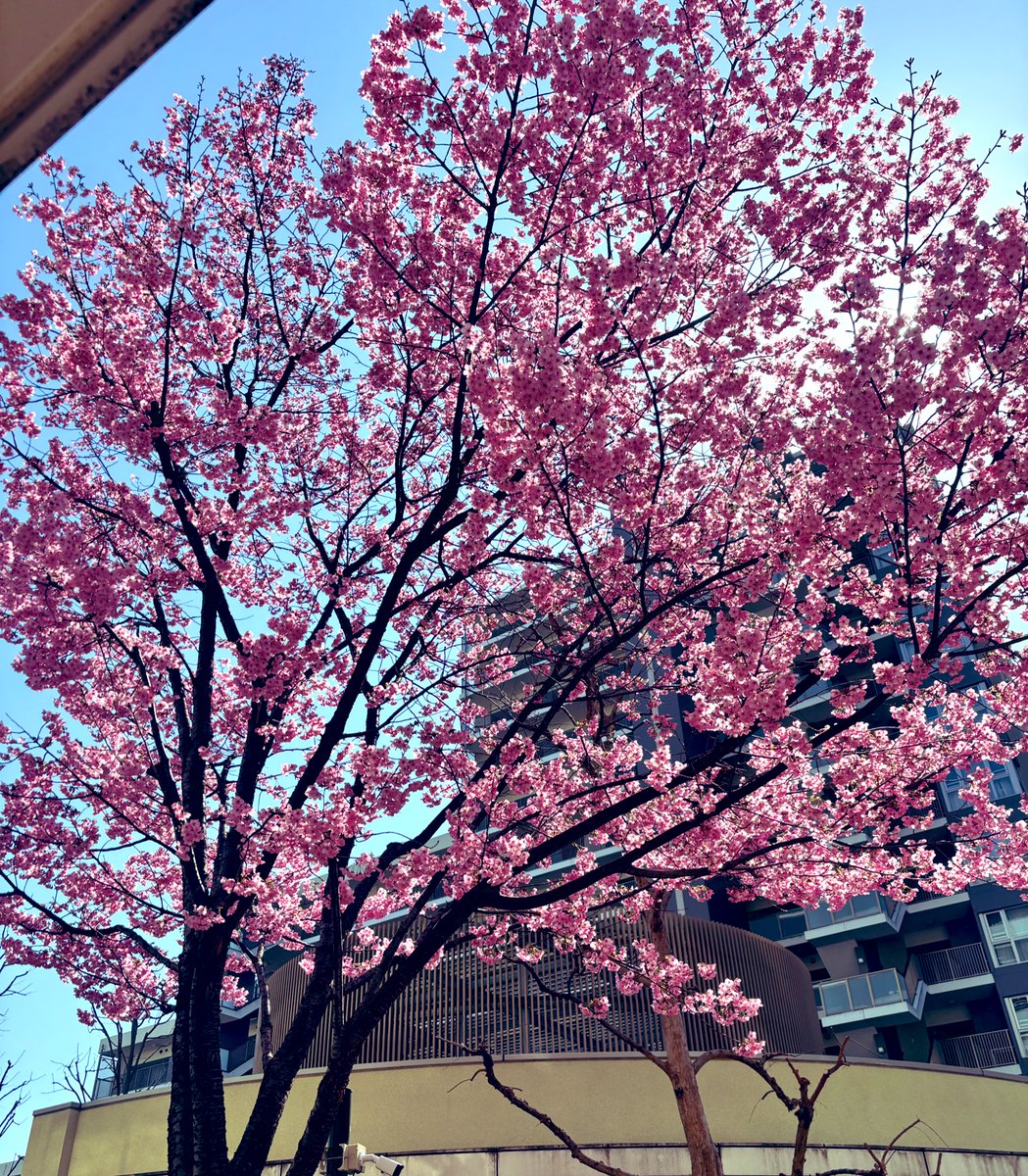 watti(わっち) tweet media