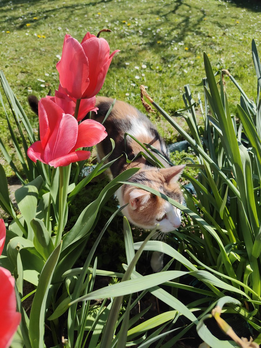 matchalien tweet media