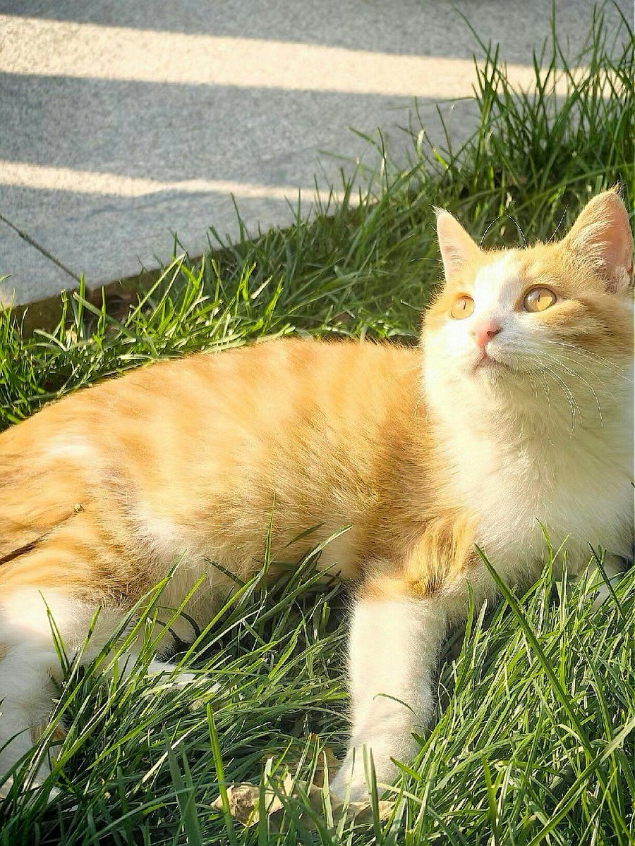 Alan Davis tweet media