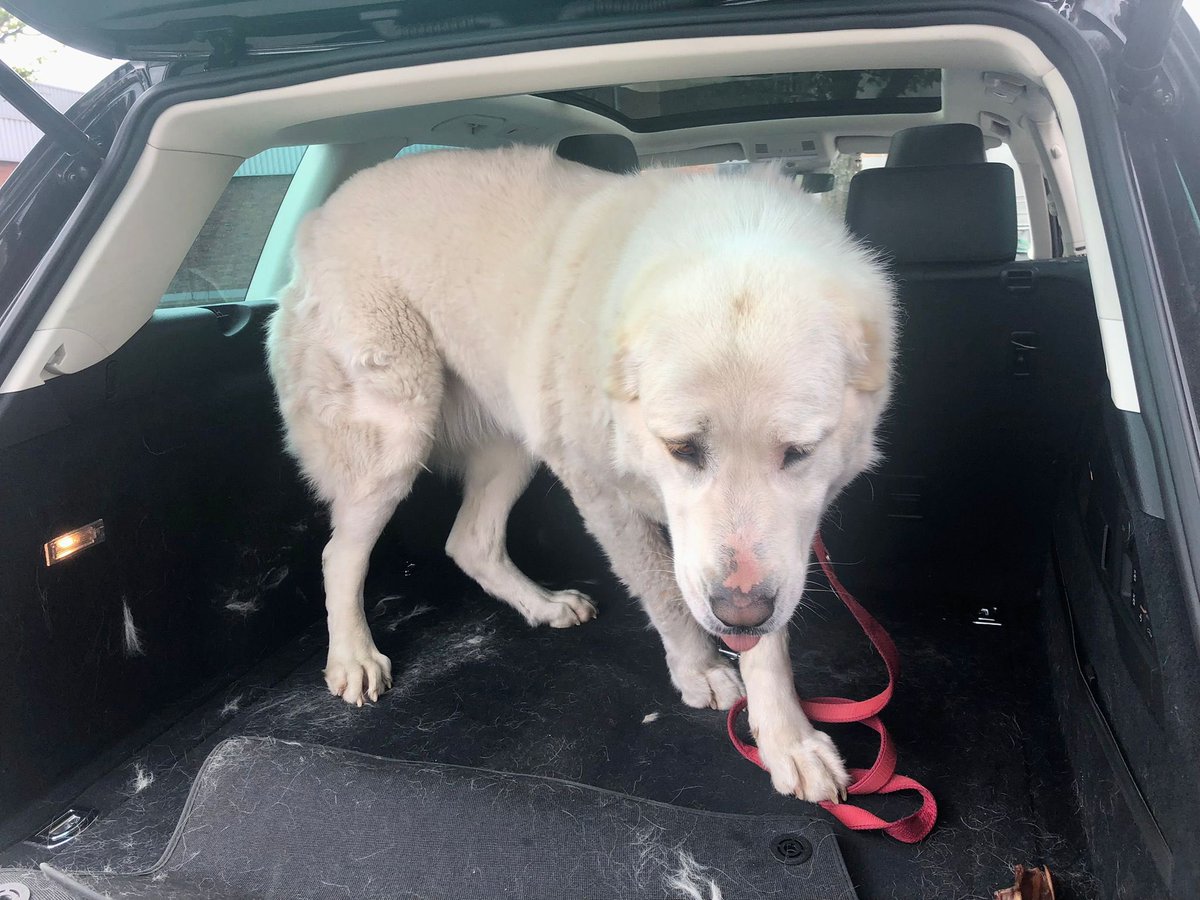 galchonokHH tweet media