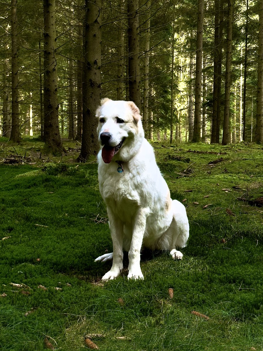 galchonokHH tweet media