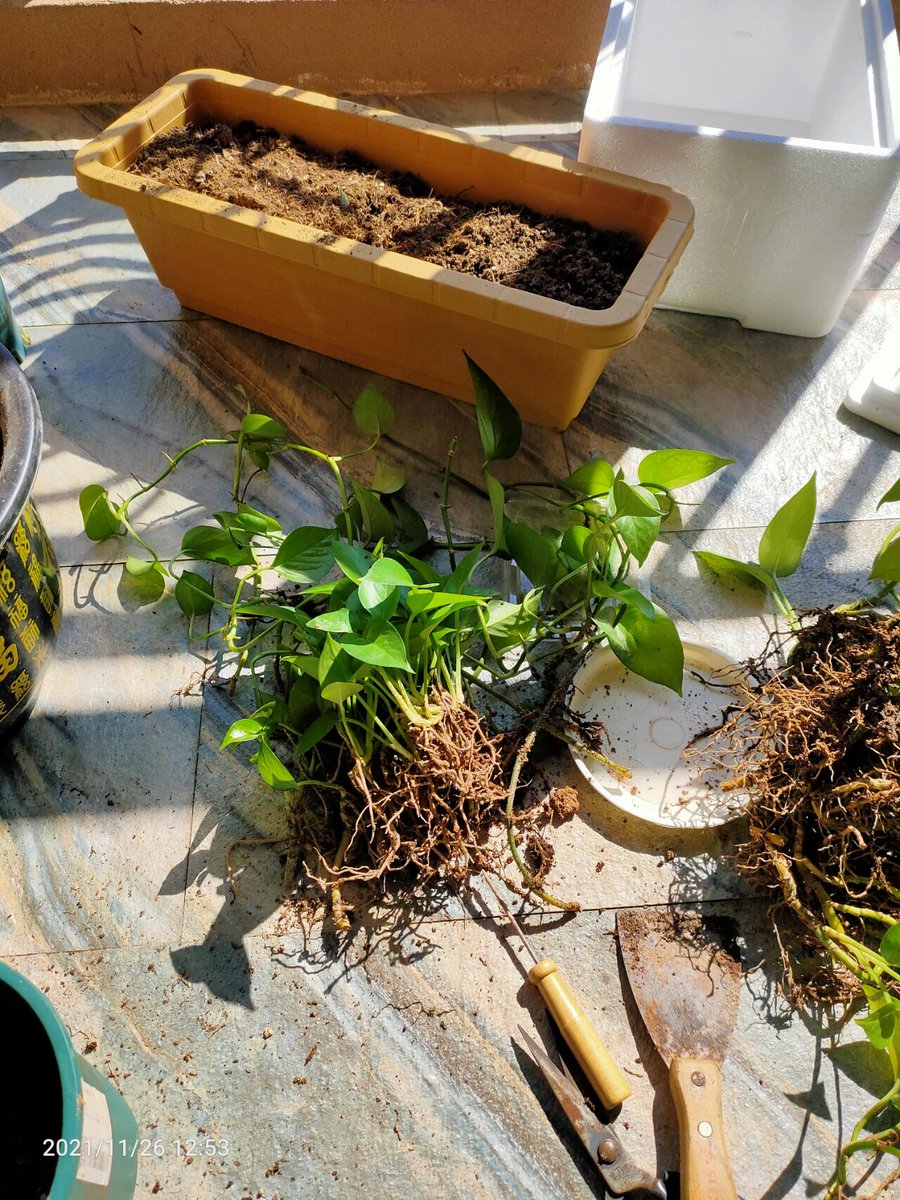 Zubr Motor tweet media