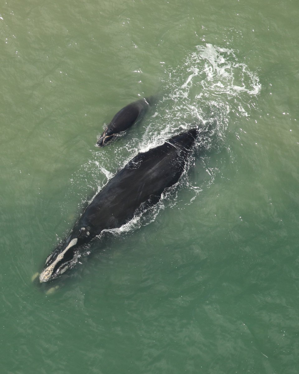 New England Aquarium tweet media