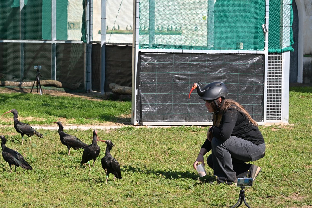 transicioeco's tweet image. 🪶  Primer alliberament d'ibis ermitans al #PNAiguamolls de l'Empordà.

#Consellera @SilviaPaneque: "El retorn de l'ibis ermità és un símbol de reconciliació amb la natura, de progrés i un compromís per deixar un país millor".

Col·laborem amb la @fundacioalive per fixar una