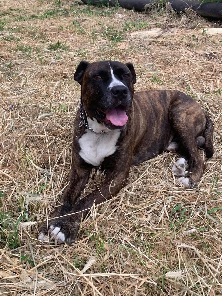 Fiorella Arcodia 🌿𝐠𝐨𝐯𝐞𝐠𝐚𝐧 🐑💚💙☮️ tweet media