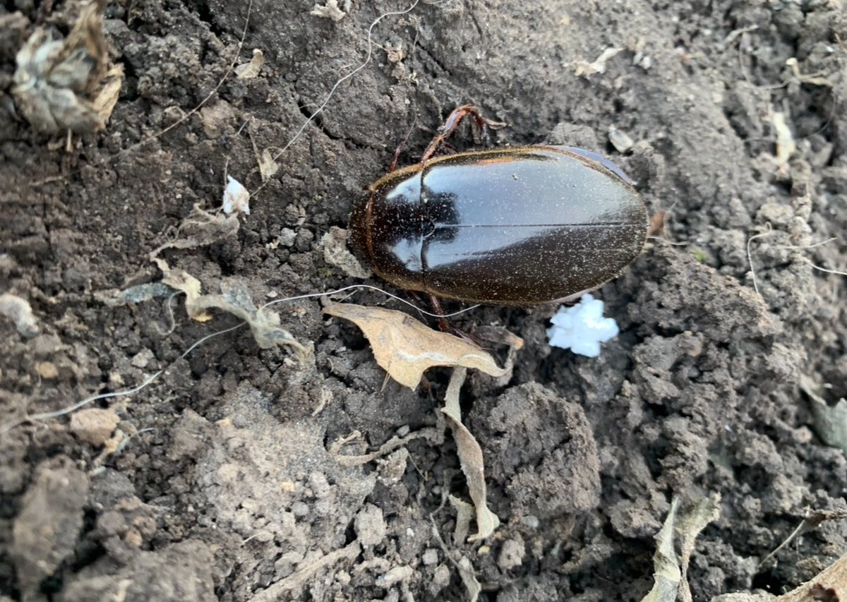 Рядовий Жолудь tweet media