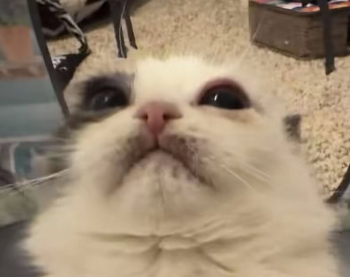 Silverfreaky tweet media