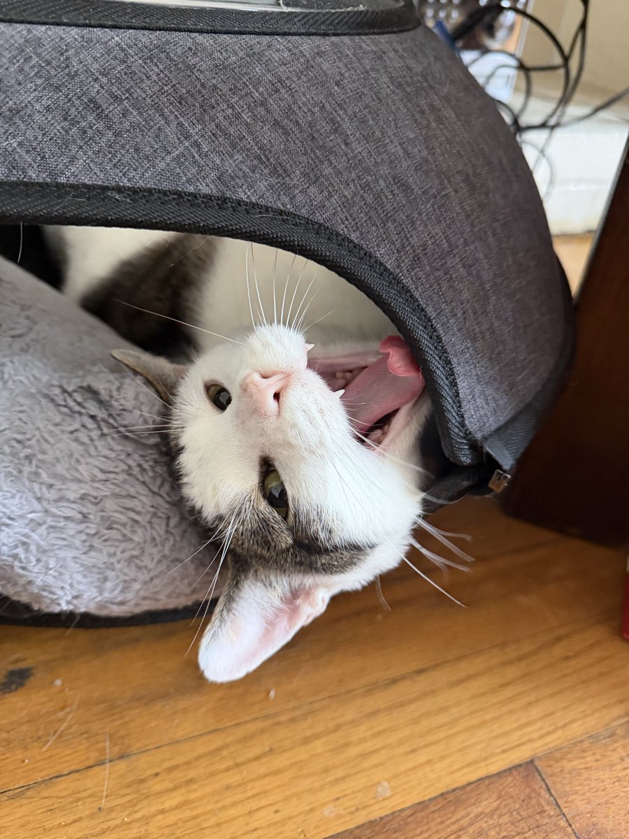 Macklemore the Cat tweet media