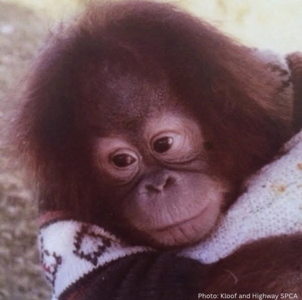 taeminluvr7's tweet photo. opal the orangutan has spent her ENTIRE life alone in an inadequate enclosure with not even a single tree at the natal zoological gardens, who refuse to free her and give her a better life .. now 46 years old, this sweet highly sentient girl CAN feel loneliness and sadness and boredom . please follow friendsofopal on instagram / facebook and sign the petition below to help
https://t.co/l1LYyNpkj2