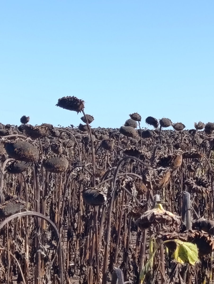 Tomás Oesterheld 🇦🇷 tweet media