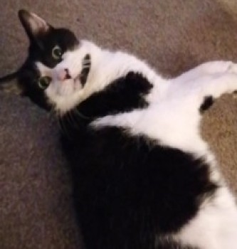 Missing Pets GB tweet media