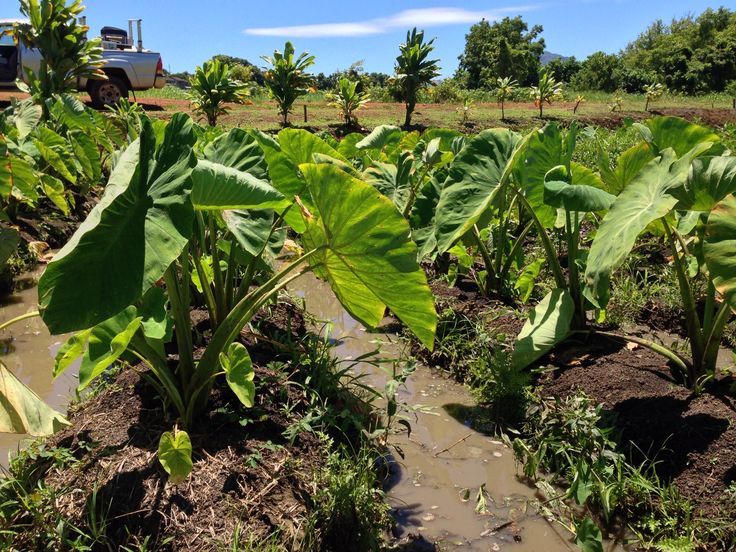 AgriRedefined's tweet photo. #Water problems!
Water soaked farms!
#Arrowroot farms.
#flood
Do you have a mushy field?
Contact us to set it up for you. Just like this. https://t.co/4pTyznezYQ