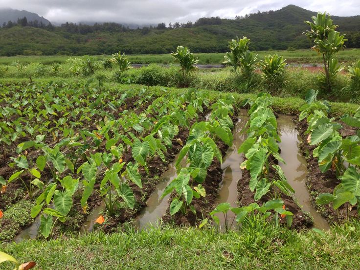 AgriRedefined's tweet photo. #Water problems!
Water soaked farms!
#Arrowroot farms.
#flood
Do you have a mushy field?
Contact us to set it up for you. Just like this. https://t.co/4pTyznezYQ