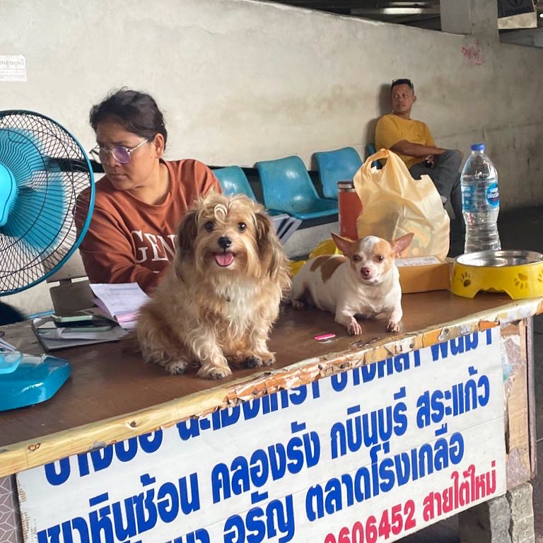 タイのチケット売り場の犬。