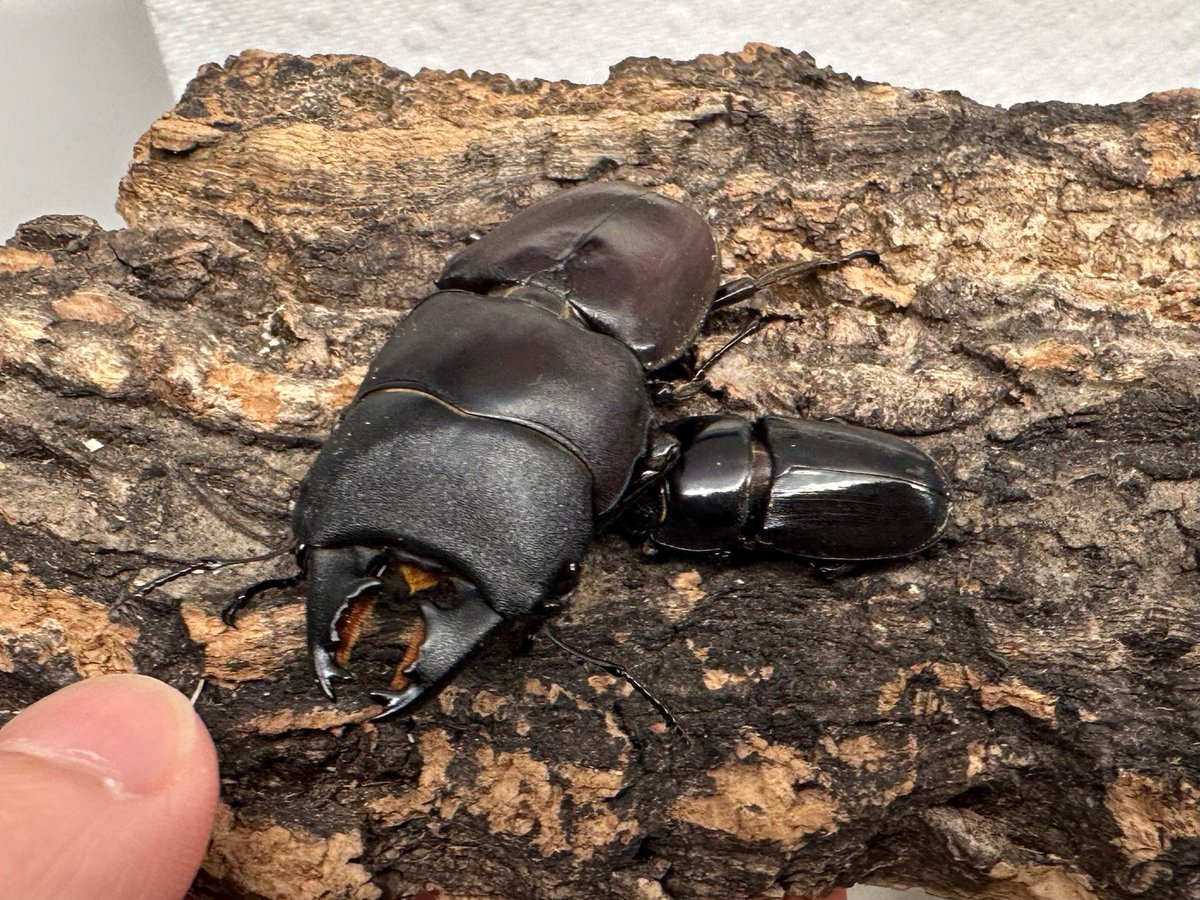 shloop 𓆤 tweet media