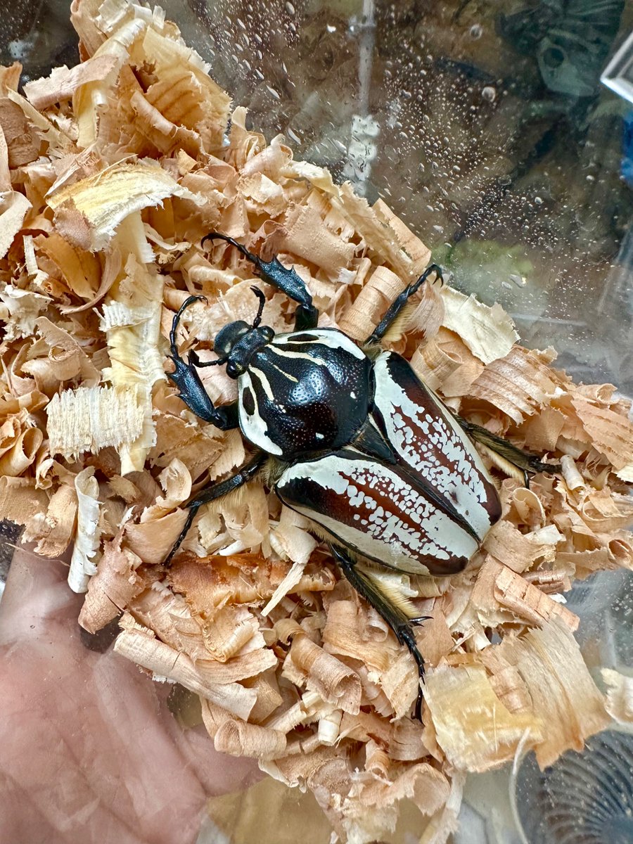 shloop 𓆤 tweet media