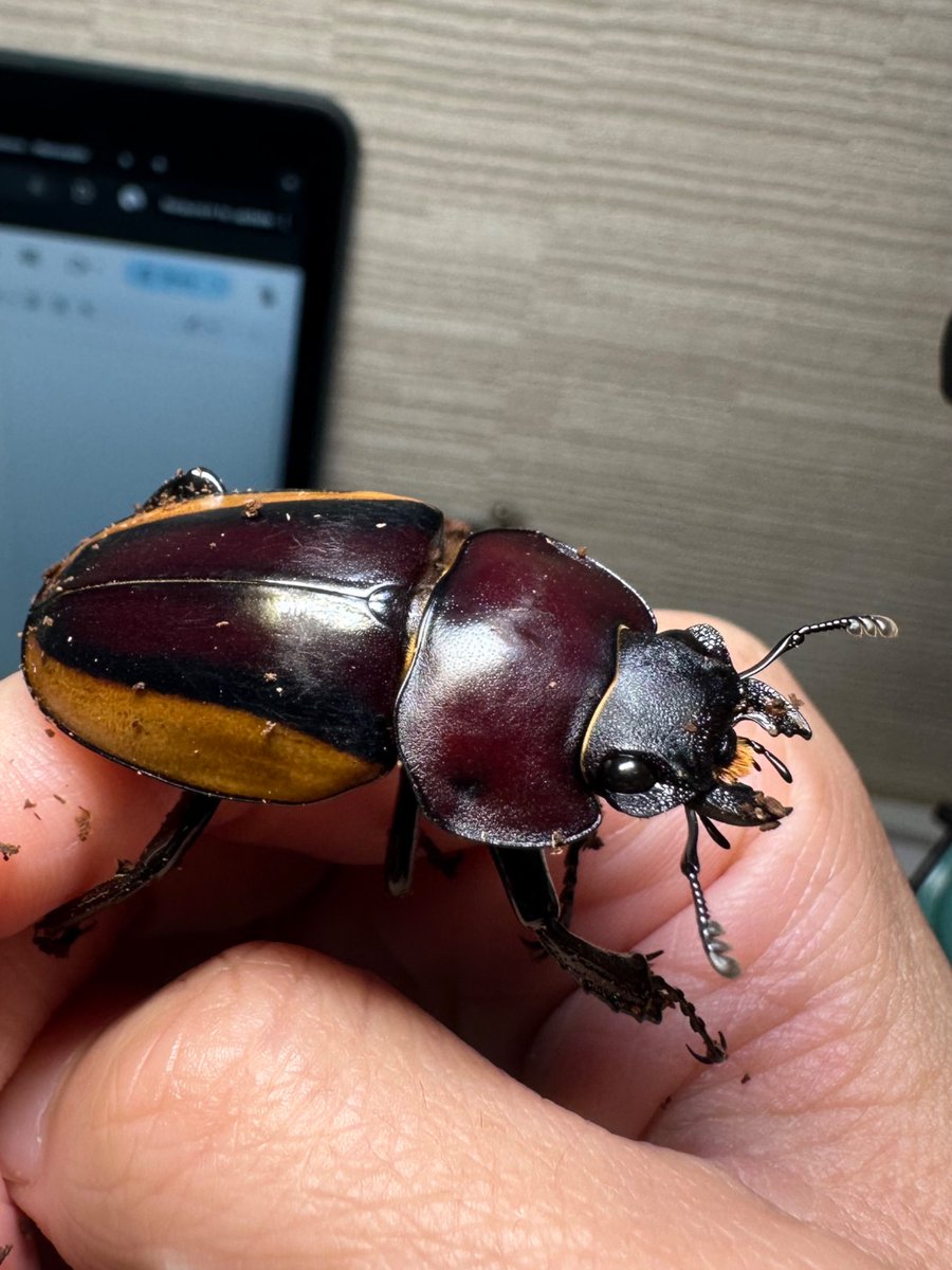 shloop 𓆤 tweet media