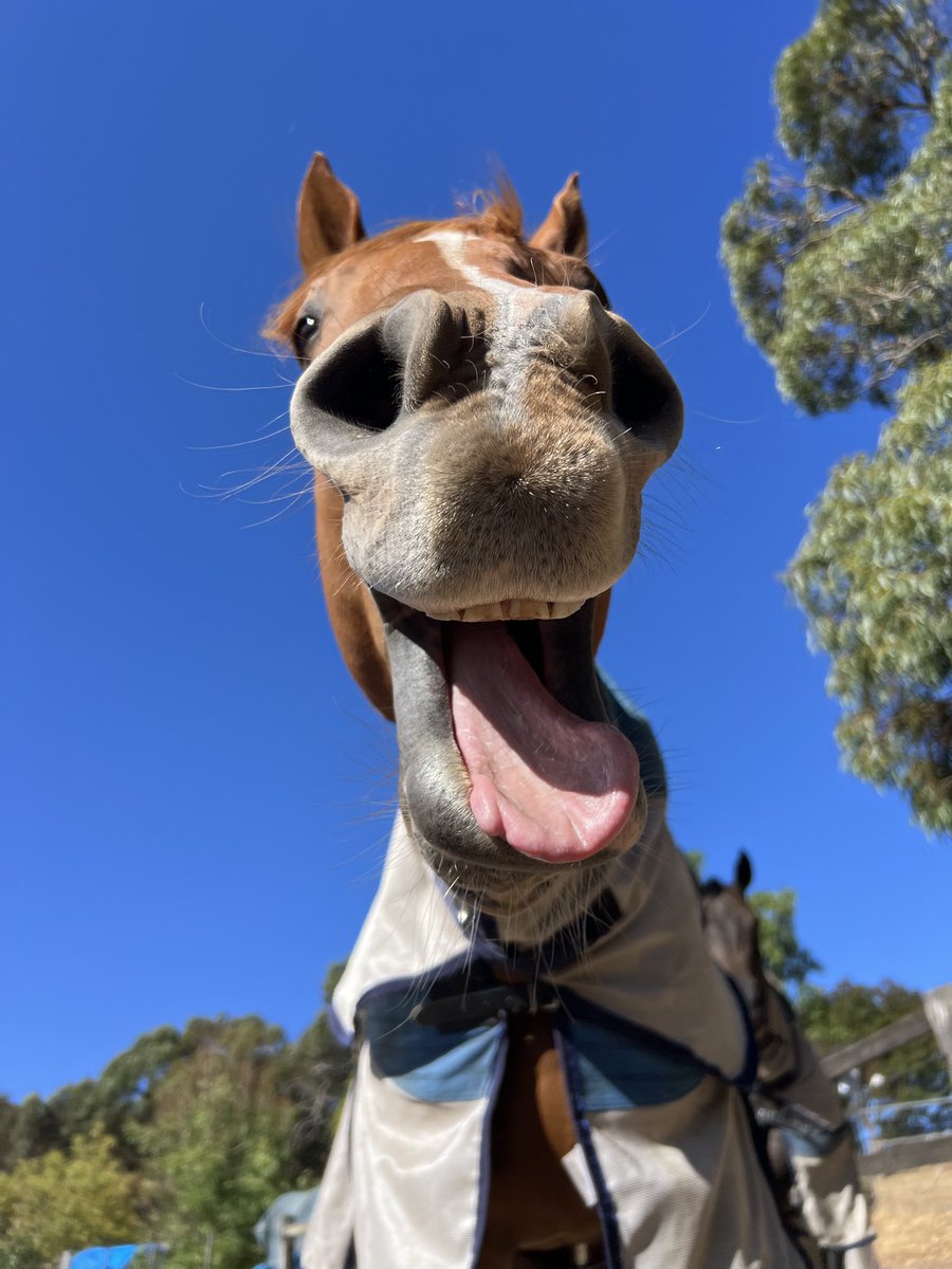 BGT/BB CN0mi tweet media