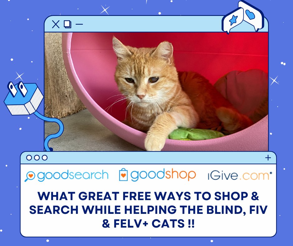 Blind Cat Rescue tweet media