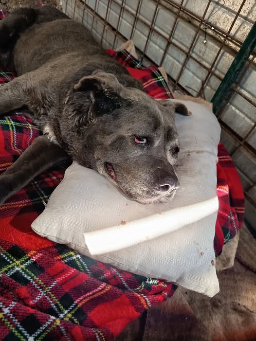 Qua la Zampa tweet media