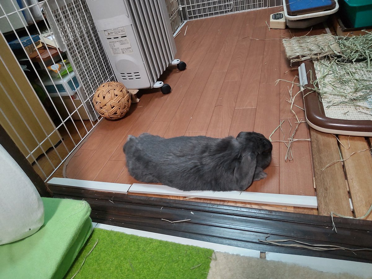 polepole_poele's tweet photo. 食欲もそこまで上がらず。今のはとても固いので、少し柔らかそうな牧草をあけてみたら、こちらは多少お気に召した模様。ええねんええねん、牧草なんてナンボでも買うたるしな。

飲水は一昨日の夜から少なかったので、そのあたりが不調の合図なのかも。
こうして伸びた姿を見るとちょっと安心。 https://t.co/wtiVkMwKmF