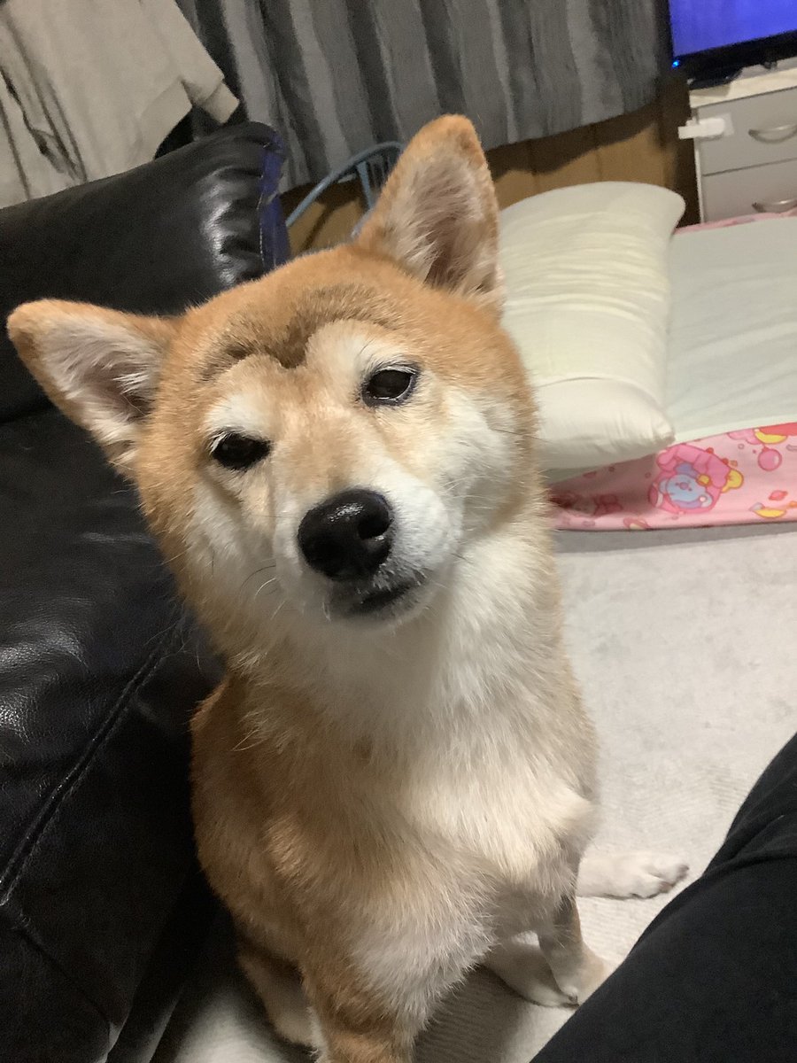 🍠柴犬モダデンとあらだゅﾁｬﾏ🌰🈵💖 tweet media