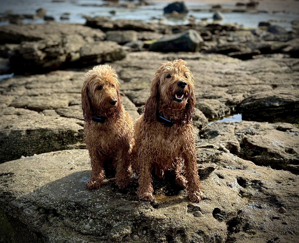 WindyWilson88's tweet image. *Saturday March 21st 13:00

Windy says we stopped at Kingsbarns earlier so the boys could stretch their legs . . . What a day 😎

#beach #vanlife #nature #photography #beachlife