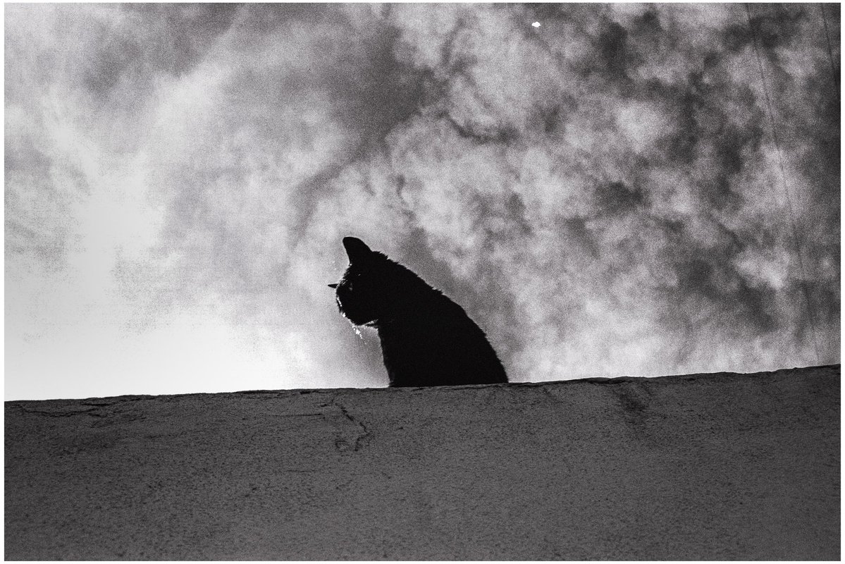 Hasır Şapka tweet media