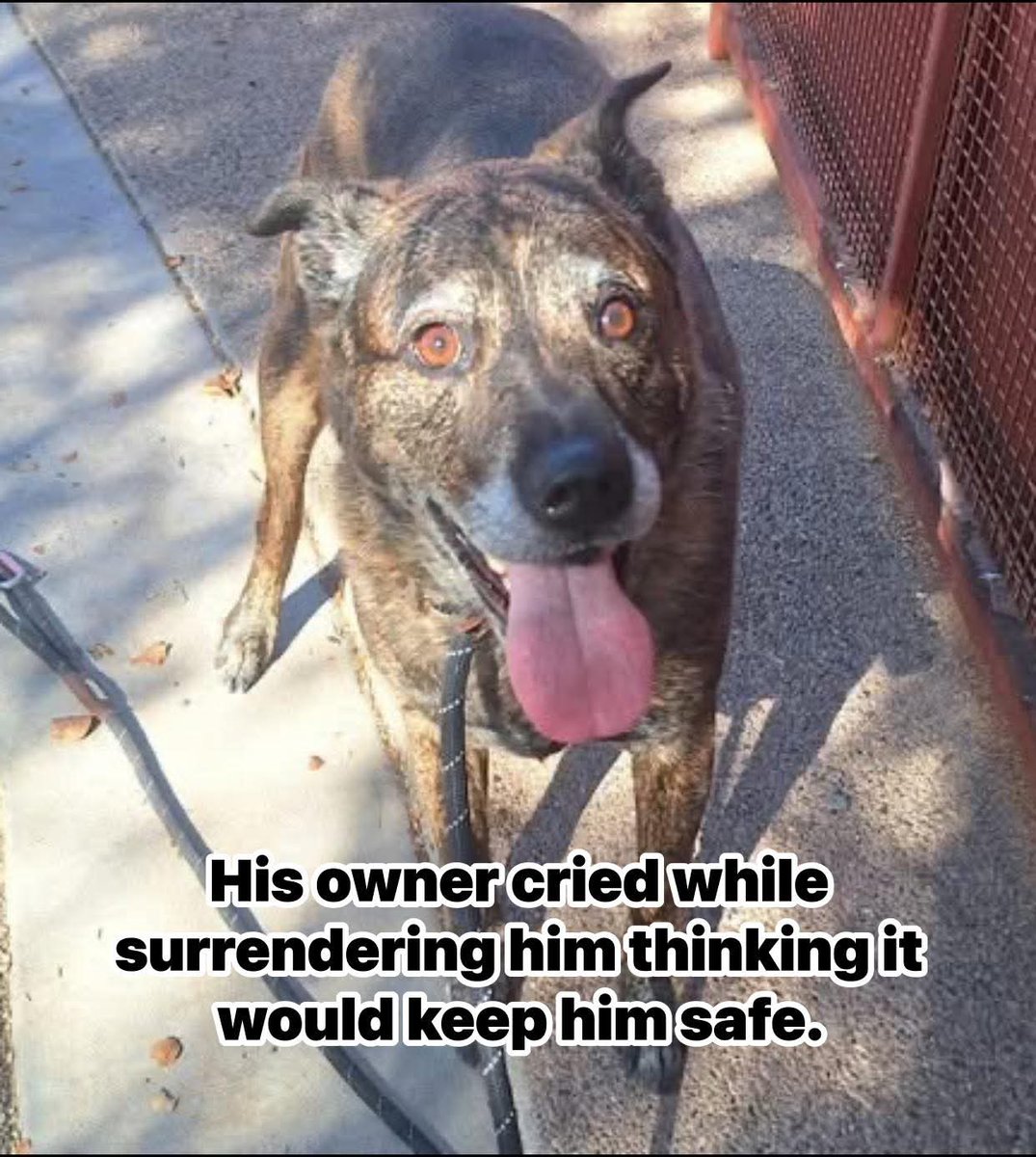 Justice For Samson tweet media