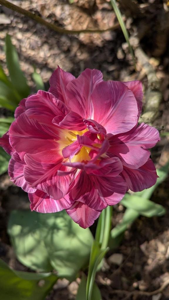 🌷🩷  Hier le 21 mars, c'était l'équinoxe de printemps  🌸🌹 Vive les 🌷 hâtives, tardives...pour des semaines colorées...Vous connaissez les astuces pour conserver  un bouquet de 🌷?  Telegram + ⬇️ 

tiktok.com/@kex.fleuriste…

tiktok.com/@kex.fleuriste…

instagram.com/reel/DU5I8hdDP…