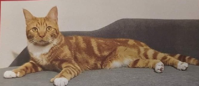 MissingPetsGB's tweet image. RUPERT has been missing since Saturday 16 September 2023 in Ploverdale Crescent #Kingswinford

Has anyone spotted Rupert? His paws are so distinctive with white mittens and his thumbs.

He is dearly loved &amp;amp; very missed💔

Please make contact with @Locket1975

#MissingCatsDay
