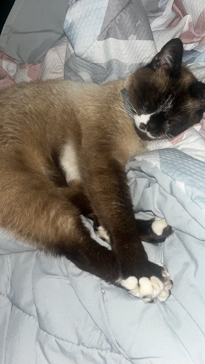 halfwitted homunculus tweet media