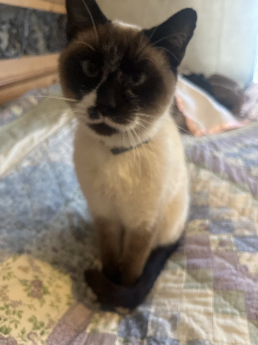 halfwitted homunculus tweet media