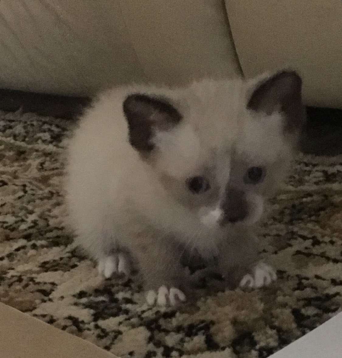 halfwitted homunculus tweet media