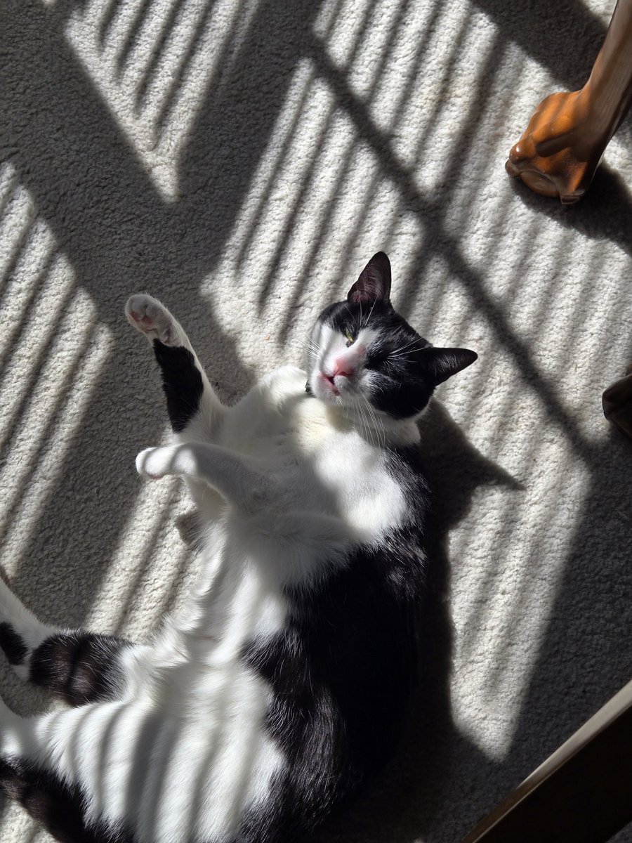 mars the grizzy gremlin✨️ tweet media