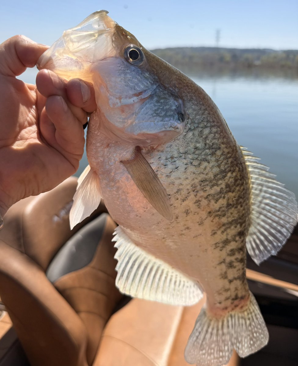 Crappie-doc 🐟🎣 tweet media