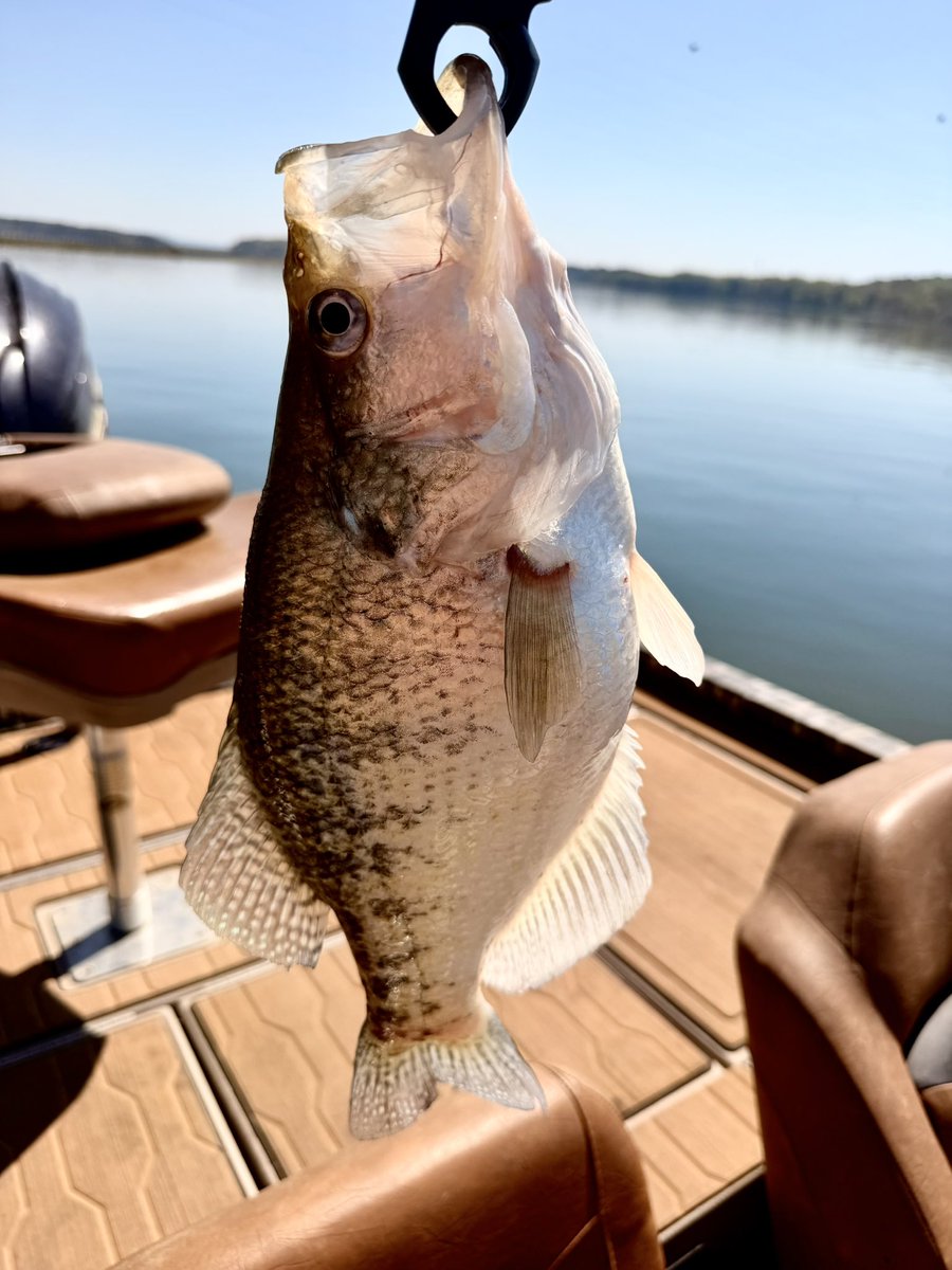 Crappie-doc 🐟🎣 tweet media