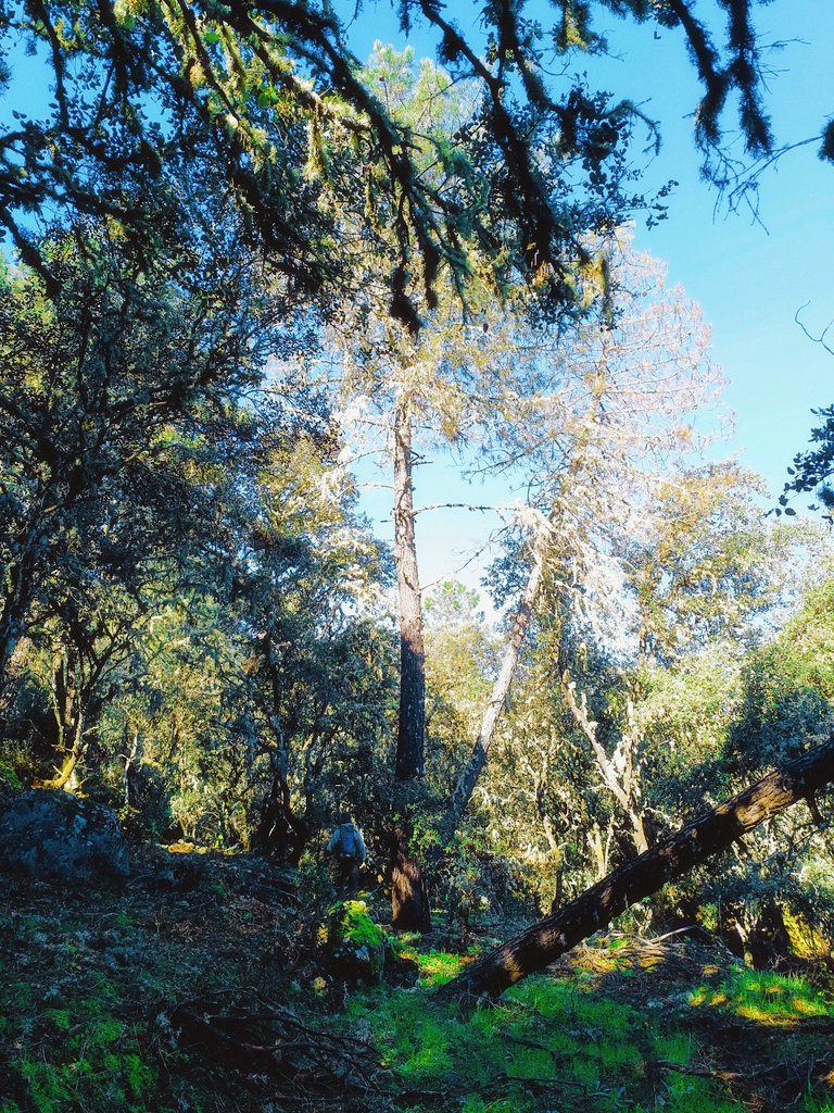 Elcaminante tweet media