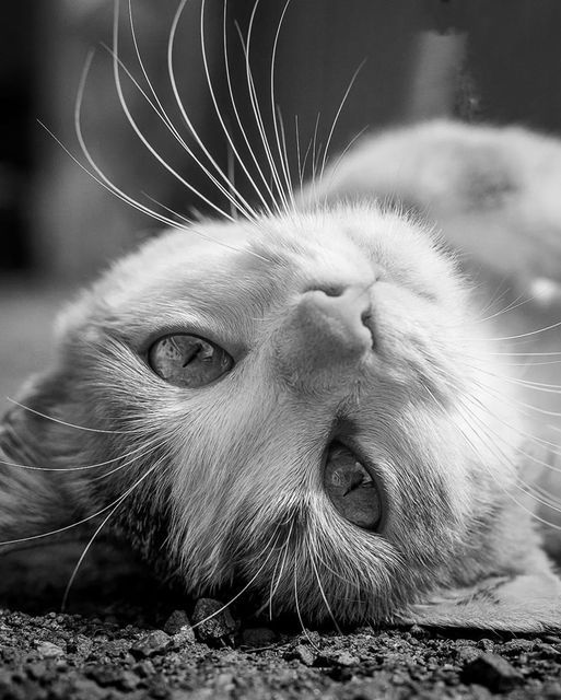 Cat Woman 🇬🇧 🇺🇦 tweet media