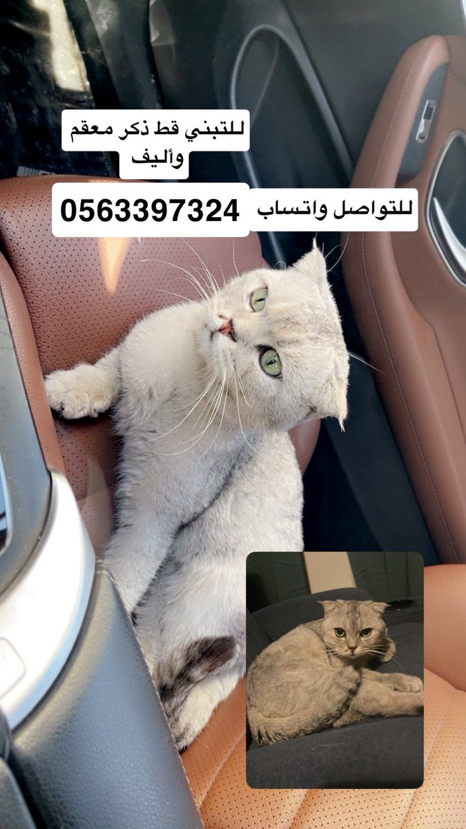 غادة محمد❤️ tweet media