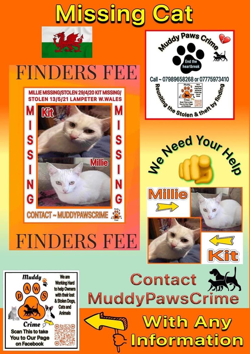karensarah66's tweet image. These beautiful white, mother and son cats are both missing, Millie since 29/4/2020 and Kit since 13/5/2021. Please keep #caringandsharing especially today, #missingcatday 🙏🏻🐾🐾 #muddypawscrime #theftbyfinding #pettheft #whitecats #wales
