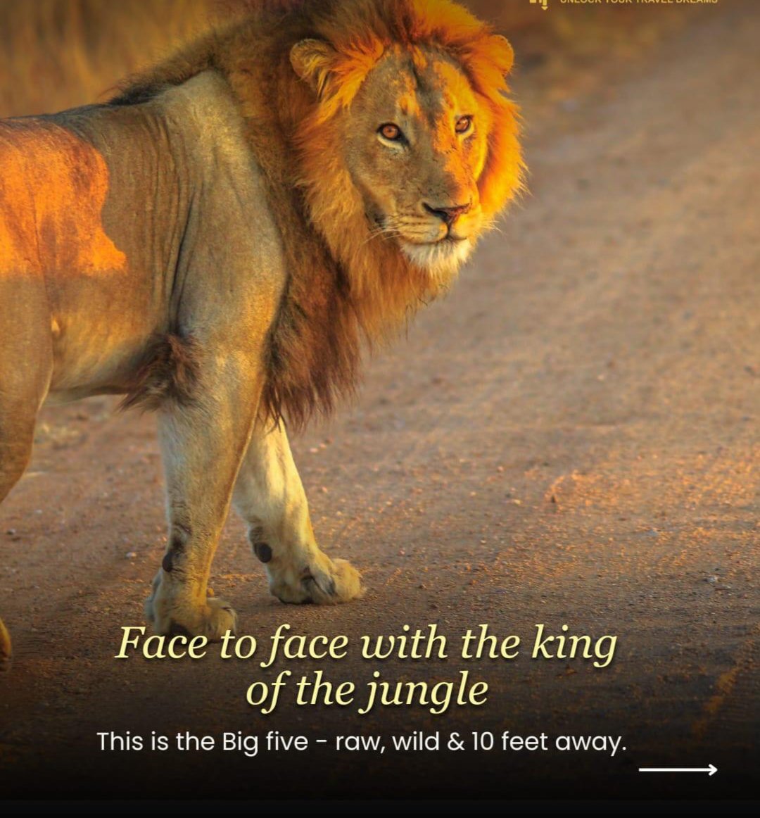 Classic exciting Safaris ltd tweet media