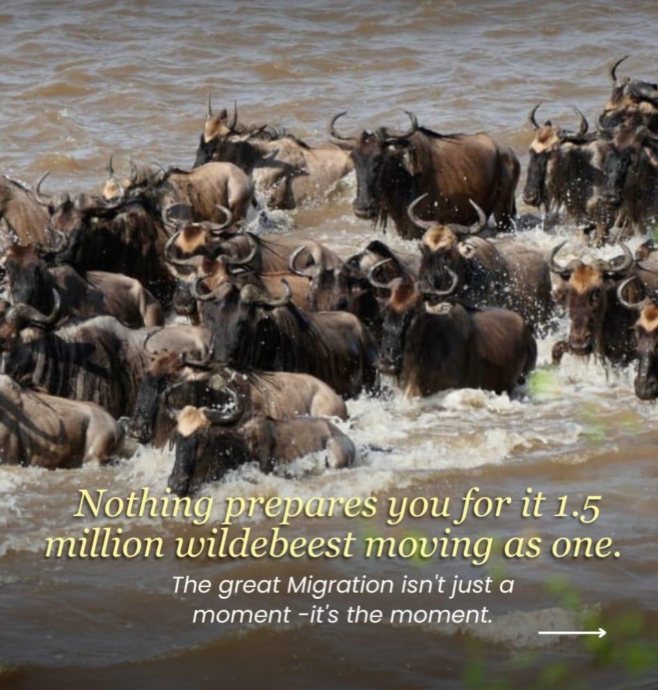 Classic exciting Safaris ltd tweet media