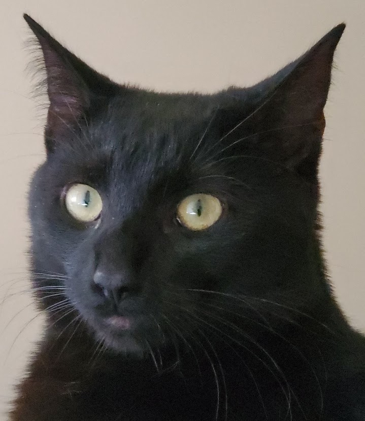 Supes🐈⬛✨ tweet media