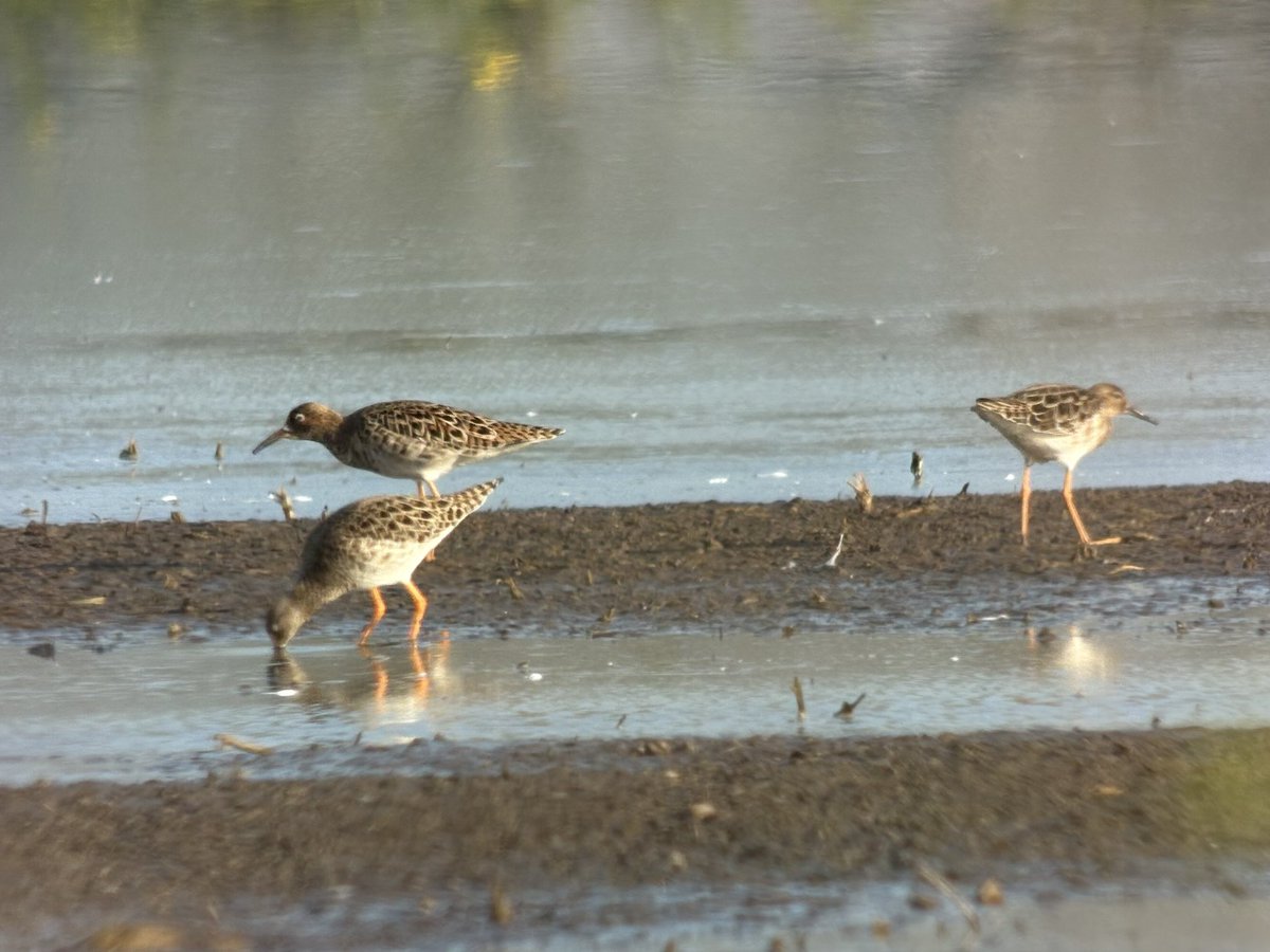 Nick Crouch tweet media