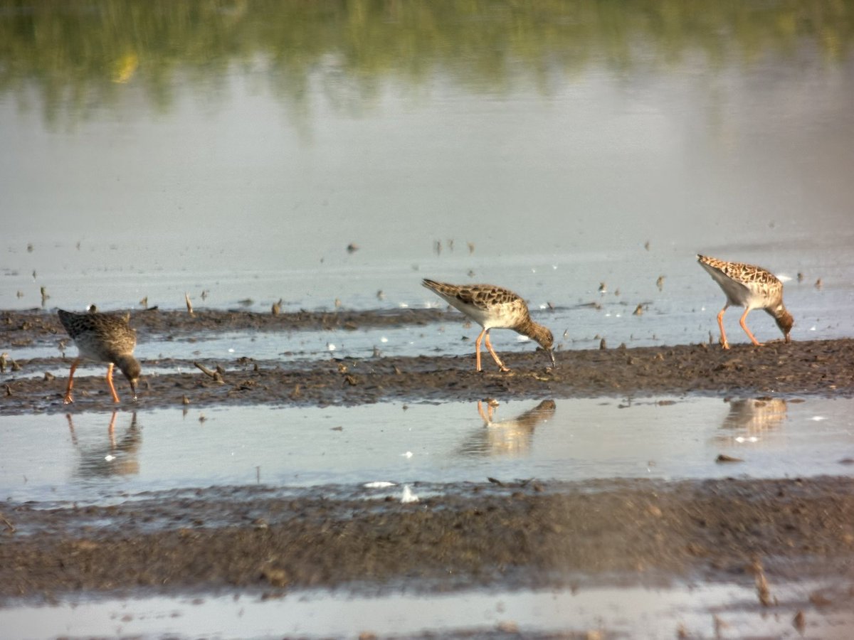 Nick Crouch tweet media