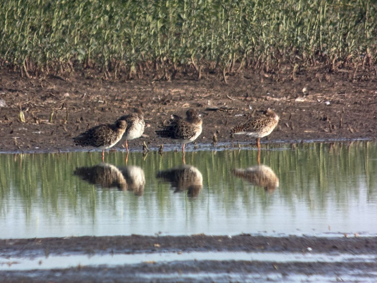 Nick Crouch tweet media